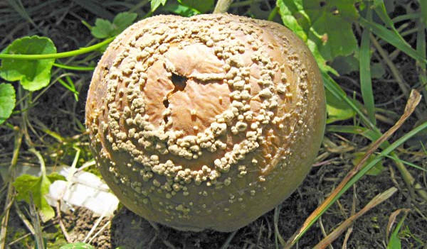 Moniliniová hnilobá jádrovin Moniliniová hnilobá jádrovin