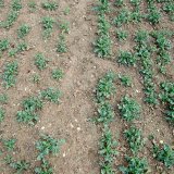 Přihnojen&iacute; řepky dus&iacute;kem v&nbsp;průběhu podzimn&iacute;ho růstu