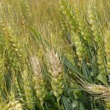 Choroby a&nbsp;&scaron;kůdci plodin v&nbsp;ročn&iacute;ku 2017/18