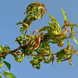 Aktu&aacute;ln&iacute; přehled ochrany zahrad, sadů a&nbsp;vinic - &uacute;nor a&nbsp;březen 2019