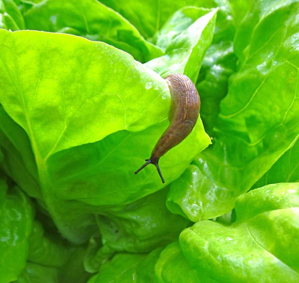 Plži ve skleníku Plži ve skleníku