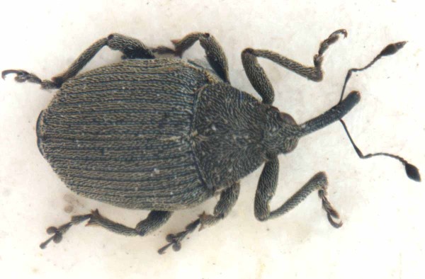 Obr. 1a: Krytonosec řepkov&yacute;