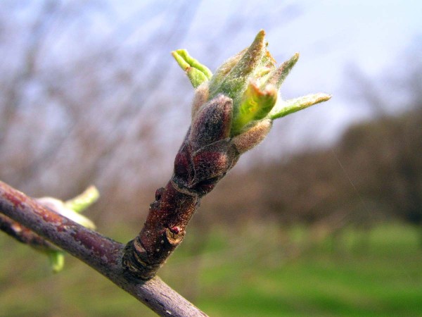 Ochranu proti strupovitosti i padlí zahajujeme ve fázi myšího ouška Ochranu proti strupovitosti i padlí zahajujeme ve fázi myšího ouška