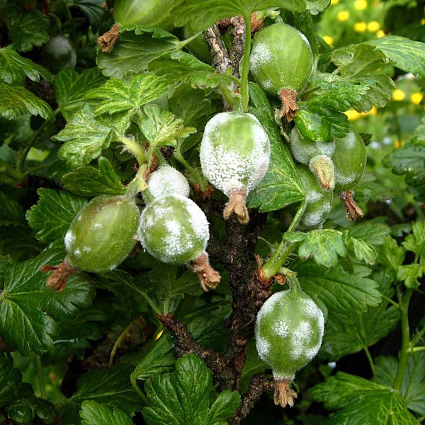 Hněd&eacute; padl&iacute; angre&scaron;tu - b&iacute;l&eacute; mycelium na plodech
