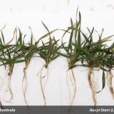 Systém stimulace ozimé pšenice, pomocí cílených změn obsahu fytohormonů Systém stimulace ozimé pšenice, pomocí cílených změn obsahu fytohormonů