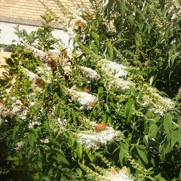 Obr. 1: Siln&yacute; v&yacute;skyt mot&yacute;ľov bab&ocirc;čky bodliakovej