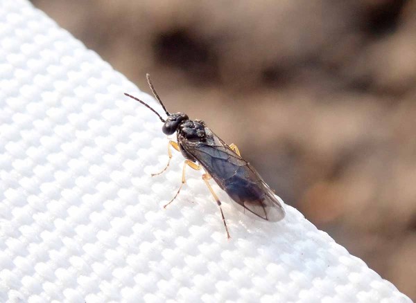 Př&iacute;tomnost pilatek na slivon&iacute;ch můžeme odhad&not;nout i&nbsp;pomoc&iacute; sklep&aacute;vadla, jež je l&aacute;k&aacute; b&iacute;lou barvou