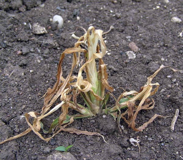 Po&scaron;kozen&iacute; ježatky kuř&iacute; nohy herbicidem Laudis OD - 2 t&yacute;dny po aplikaci