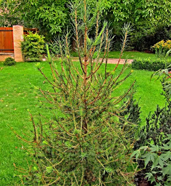 Modřín poškozený sviluškami Modřín poškozený sviluškami