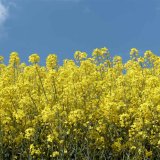 Na hlízenku s bitevní lodí Na hlízenku s bitevní lodí