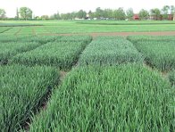 Obr. 2: Porost pšenice ve fázi sloupkování Obr. 2: Porost pšenice ve fázi sloupkování