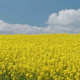 Jak&yacute; fungicid do květu řepky - Efektivn&iacute; kontrola nejen hl&iacute;zenky v&nbsp;různ&yacute;ch situac&iacute;ch