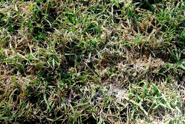 Sněžná plísňovitost obilnin na ječmenu Sněžná plísňovitost obilnin na ječmenu