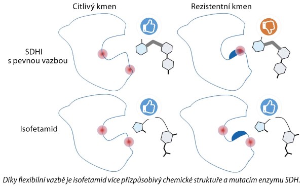 Porovnání působení isofetamidu s ostatními SDHI Porovnání působení isofetamidu s ostatními SDHI