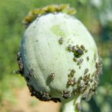 &Scaron;kůdci m&aacute;ku v&nbsp;jarn&iacute;m obdob&iacute;