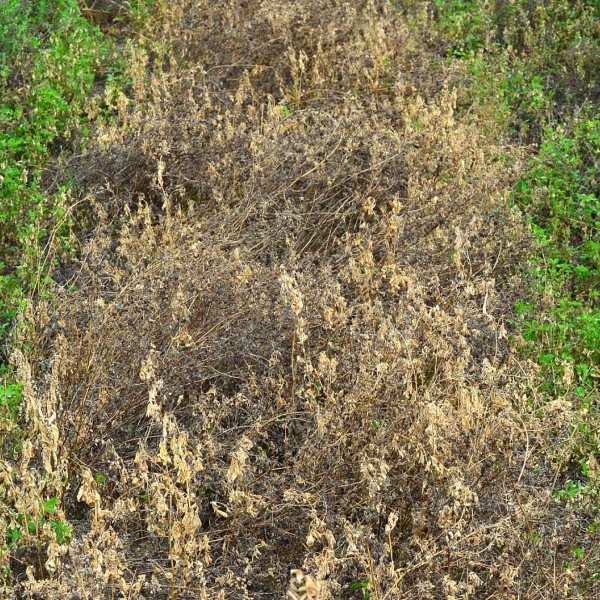 Obr. 5: Desikace vojtě&scaron;ky set&eacute; - o&scaron;etřen&iacute; dikv&aacute;tem