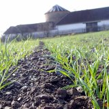 BeFlex, Chlortoluron 500 a Danadim Progress - spolehliví strážci ozimých obilnin BeFlex, Chlortoluron 500 a Danadim Progress - spolehliví strážci ozimých obilnin