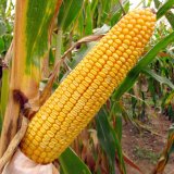 Nov&aacute; &scaron;lechtěn&iacute; zaji&scaron;ťuj&iacute; spolehlivost a&nbsp;v&yacute;nosovou stabilitu