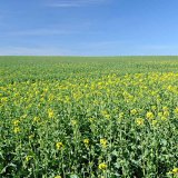 Fungicid Efilor<sup>&reg;</sup>: Nejlep&scaron;&iacute; volba pro jarn&iacute; o&scaron;etřen&iacute; porostů řepky ozim&eacute;