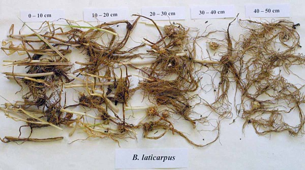 Hloubka prokořeněn&iacute; kamy&scaron;n&iacute;ku &scaron;irokoplod&eacute;ho