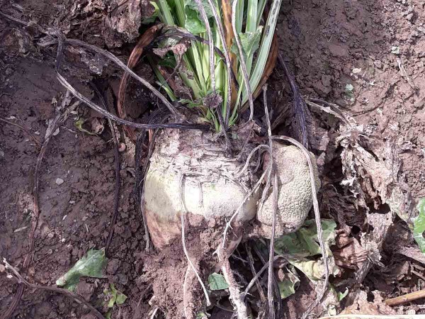 Rhizobium radiobacter - př&iacute;znaky napaden&iacute; (K. Jedličkov&aacute;)