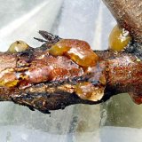 Co je&scaron;tě udělat na zahradě, než přijde zima