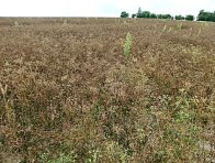 Porost kmínu Porost kmínu