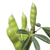 Odrůdov&aacute; skladba luskovin pro jarn&iacute; z&aacute;sev 2018