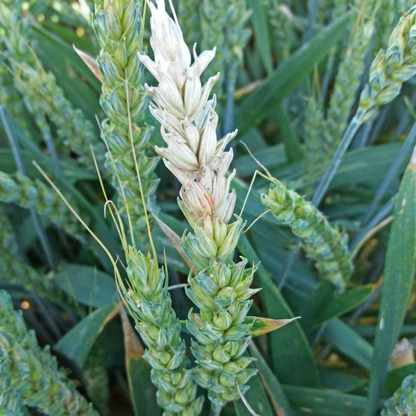 Obr. 3: Fusarium v klasu pšenice ozimé Obr. 3: Fusarium v klasu pšenice ozimé