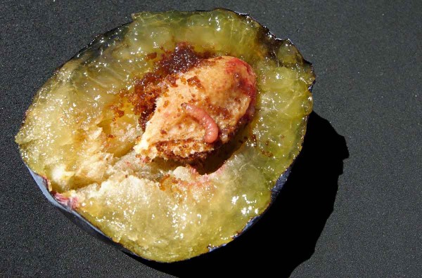 Obaleč &scaron;vestkov&yacute; - housenka