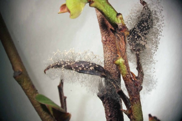 Šedohnědý porost houby Botrytis cinerea Šedohnědý porost houby Botrytis cinerea