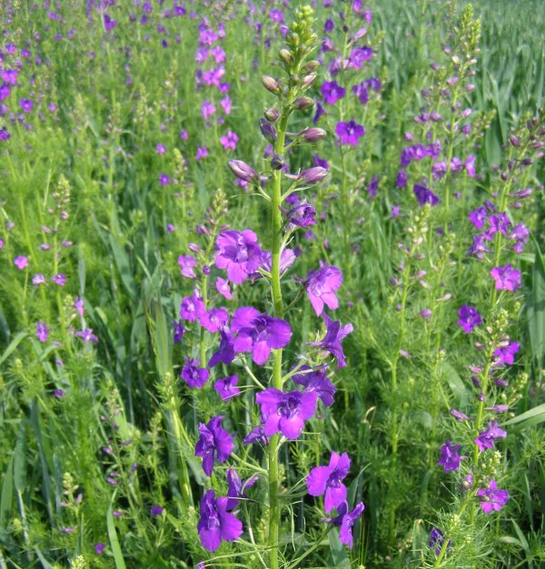 Ostrožka v&yacute;chodn&iacute; v&nbsp;době květu přerůst&aacute; porost obilniny a&nbsp;je na pozemku nepřehl&eacute;dnuteln&aacute;