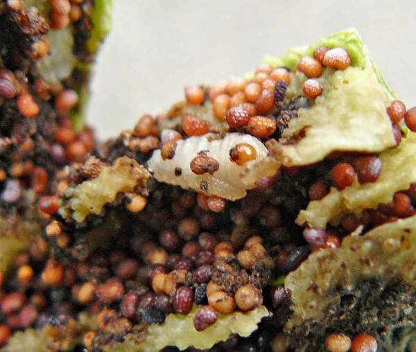 Obr. 5: Jedinci užitečného hmyzu z čeledi Braconidae - larva Obr. 5: Jedinci užitečného hmyzu z čeledi Braconidae - larva