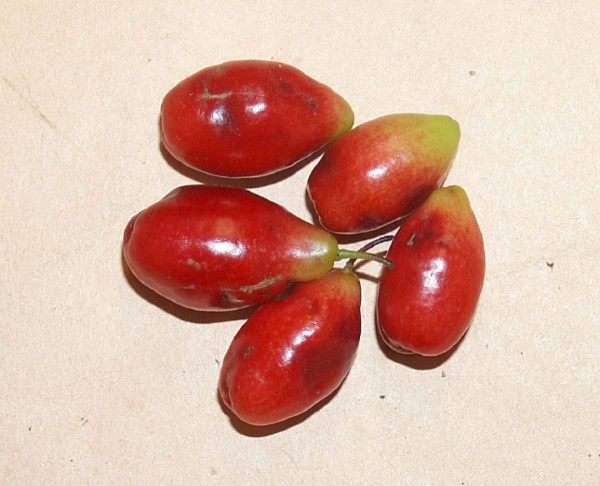 Př&iacute;znaky nedostatku v&aacute;pn&iacute;ku na plodech