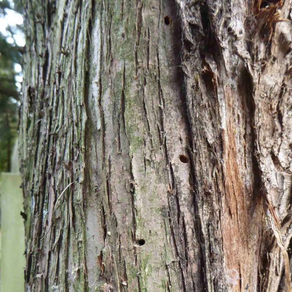 Krasec Lamprodila festiva - v&yacute;letov&eacute; otvory