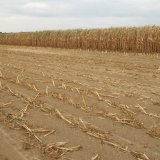 Množstvo makroživ&iacute;n v&nbsp;rastlinn&yacute;ch zvy&scaron;koch poľnohospod&aacute;rskych plod&iacute;n po zbere &uacute;rody