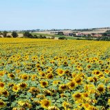 Slunečnice. Plodina na &uacute;stupu nebo chytr&aacute; volba?