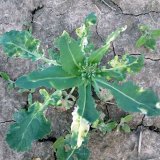 Virov&eacute; choroby řepky a&nbsp;možnosti ochrany