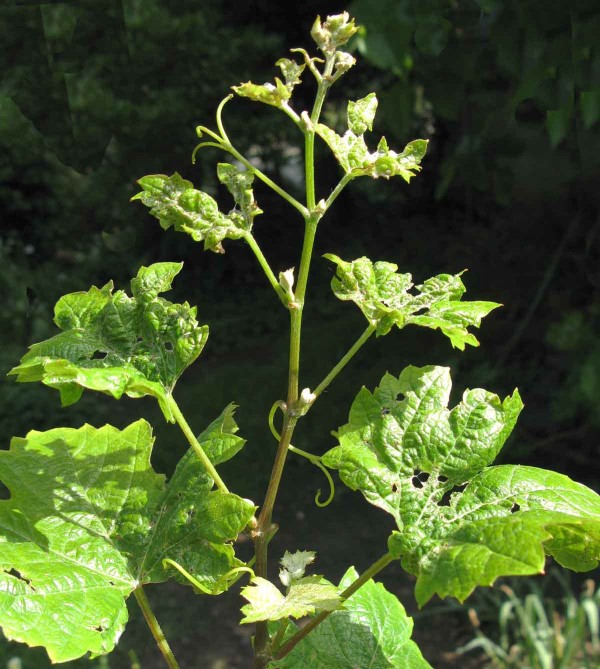 Vlnovník viničný - kadeřavost Vlnovník viničný - kadeřavost