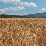 Mykotoxiny v&nbsp;potravin&aacute;řsk&yacute;ch obilovin&aacute;ch