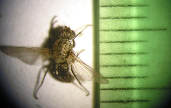 Obr. 1a: Samice květilky zeln&eacute;