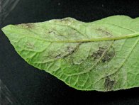 Pl&iacute;seň bramboru