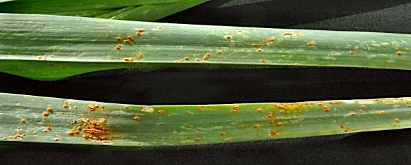 Rzivost česnekovitých na póru Rzivost česnekovitých na póru