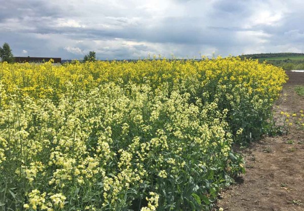 V popřed&iacute; b&iacute;le kvetouc&iacute; odrůda Witt