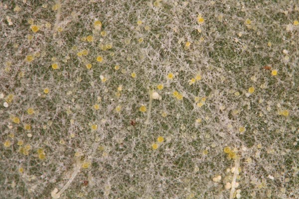 Mladá chasmothecia padlí na listu borůvky Mladá chasmothecia padlí na listu borůvky