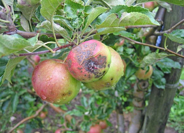 Obr. 4: Siln&eacute; napaden&iacute; plodů strupovitost&iacute;