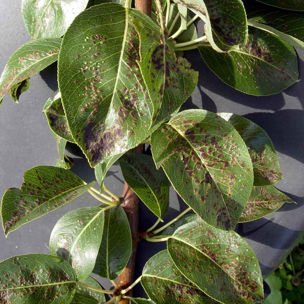 Vlnovník hruškový Vlnovník hruškový