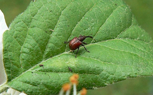 Zobonoska ovocná Zobonoska ovocná