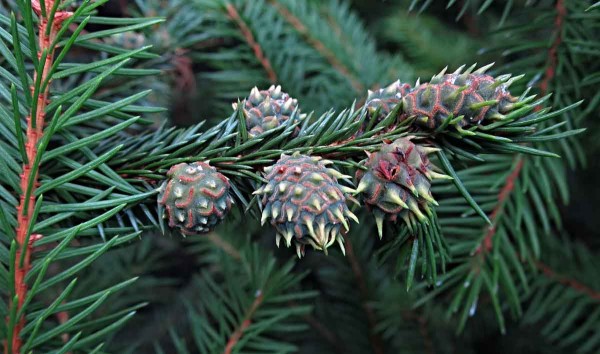 Hálky vytvořené mšicí - korovnicí Hálky vytvořené mšicí - korovnicí