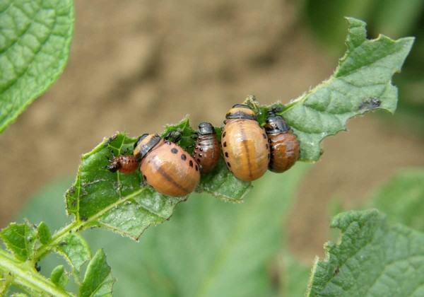 Larvy mandelinky bramborové Larvy mandelinky bramborové